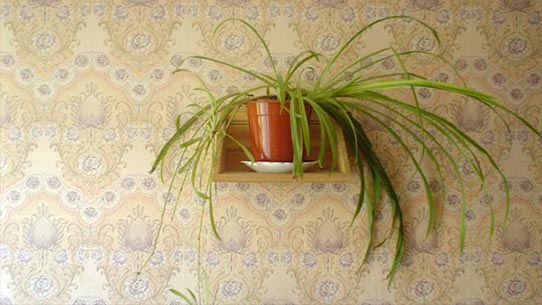 1behang_plant